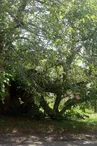 Orme champêtre