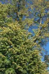 Tilleul à grandes feuilles