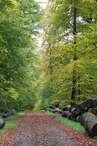Forêt du Grosswald