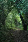 Ile-de-la-folie-Chaumont-sur-loire©P-Henry