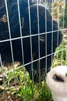 animaux