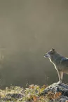 Loups-Chabrieres-OT-Gueret