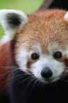 Ailurus fulgens fulgens (17)