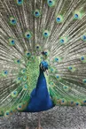 parc_animalier_etxola_paon