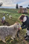 Périgord Noir Vallée Dordogne - Ferme de leo - chèvre (1)