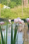 Exotic Park - Lescar - flamands roses
