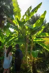 13 jardin botanique et allée des Tarrides © M.Prat