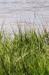 Etang de la Marchette_1