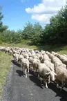 GAEC des Traversiers, fromages fermiers de brebis (La Couvertoirade)