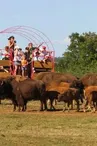 Randals Bisons