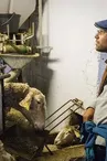 Ferme d'Alcas - visite / exposition - dégustation