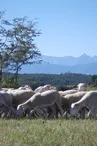 agneaux, ferme de Soubiane, Boussan