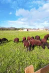 viande, ferme de Mailho Blanc, Boulogne sur Gesse (3)