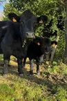 troupeau - Ferme de Fabart Brignemont (3)