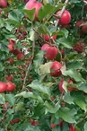 Fruits--Les-Vergers-de-la-Gentille--Pointis-Inard