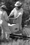 apiculteur, BERDIER Cécile, Saint Marcet