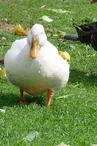 Ferme Gulauret canard