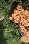 champignons