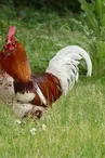 coq.jpg