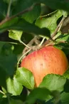 pomme.jpg