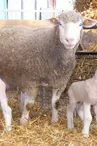 Les vollailes et agneaux de la ferme