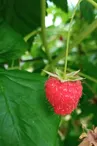 Framboise