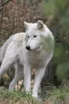 Loups du Gévaudan