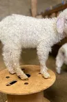 Chevreau angora