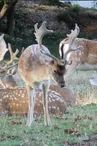 Parc aux daims