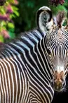 Parc zoologique et botanique | Mulhouse Alsace
