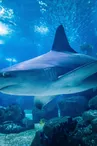 requin gris