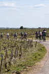 Balade-oenologique-Cote-de-Nuits-Bourgogne-velovitamine