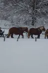 Les Attelages du Grandvaux