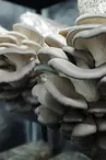 Delifungi - Champignons et produits dérivés du champignon