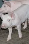 Aux saveurs d'Antan