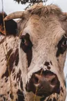 Vache