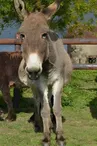 Equus Asinus